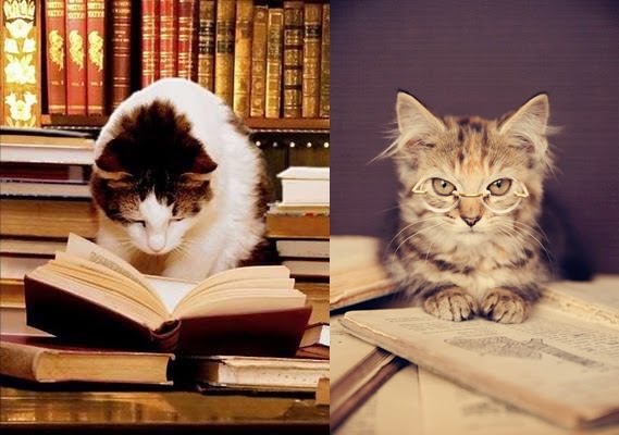 Miau! Se você ama gatos, precisa seguir estes 10 perfis no Instagram