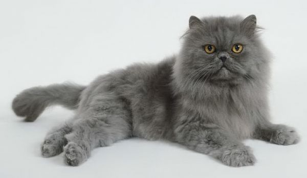 gatos-persas-1
