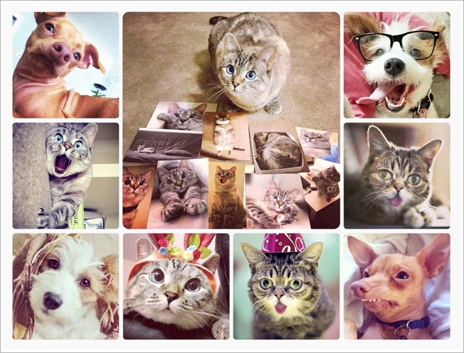 Capas para destaques do instagram pets