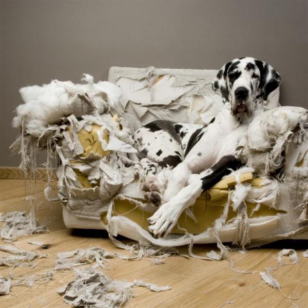 cachorro destruindo o sfá