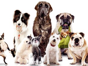 raças mais comuns no brasil de cachorros